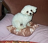 Biyok Hund